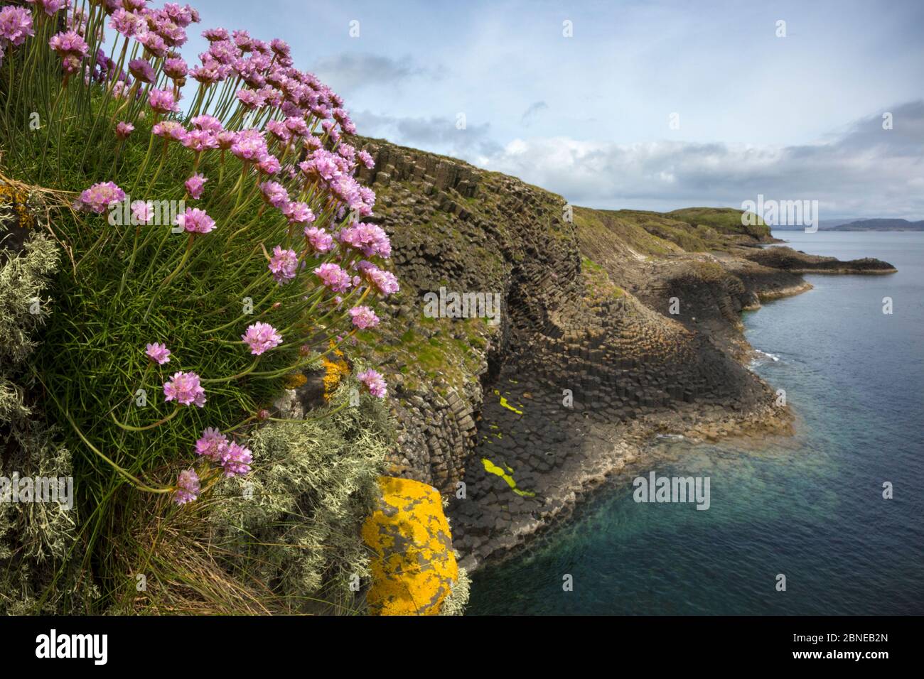 Thrift (Armeria maritima) growing on basalt sea cliffs, Isle of Staffa, Inner Hebrides, Scotland, UK. June. Stock Photo
