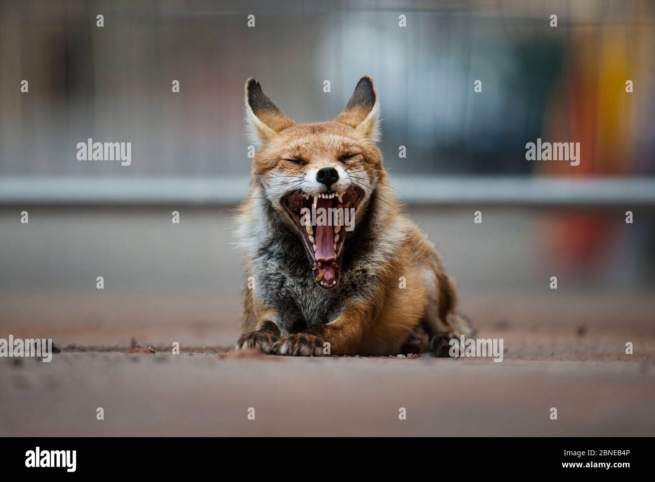 Red fox vixen (Vulpes vulpes) yawning during the day, Bristol, UK. July Stock Photo