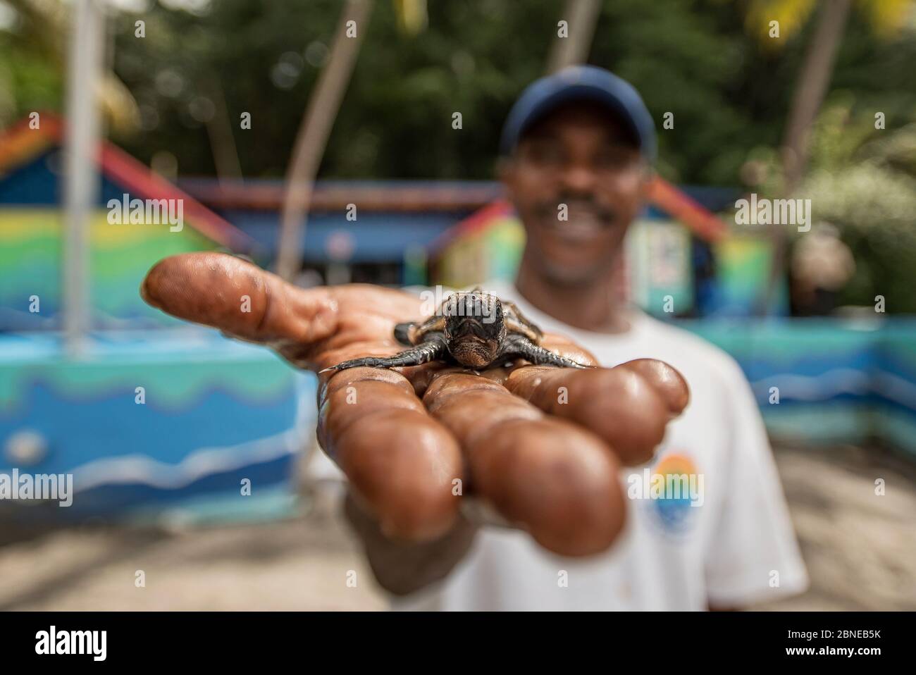 Man holding Hawksbill sea turtle hatchling (Eretmochelys imbricata). Anse Chastenet beach, Saint Lucia. November Stock Photo