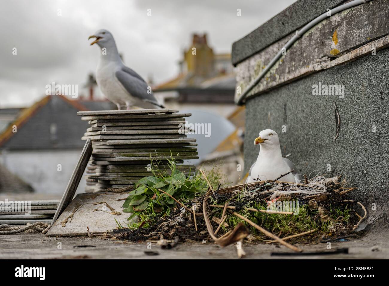 Herring gulls (Larus argentatus) nesting on roof. St Ives, Cornwall, UK