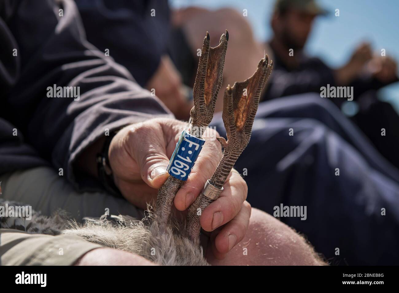 Leg Ring High Resolution Stock Photography and Images Alamy