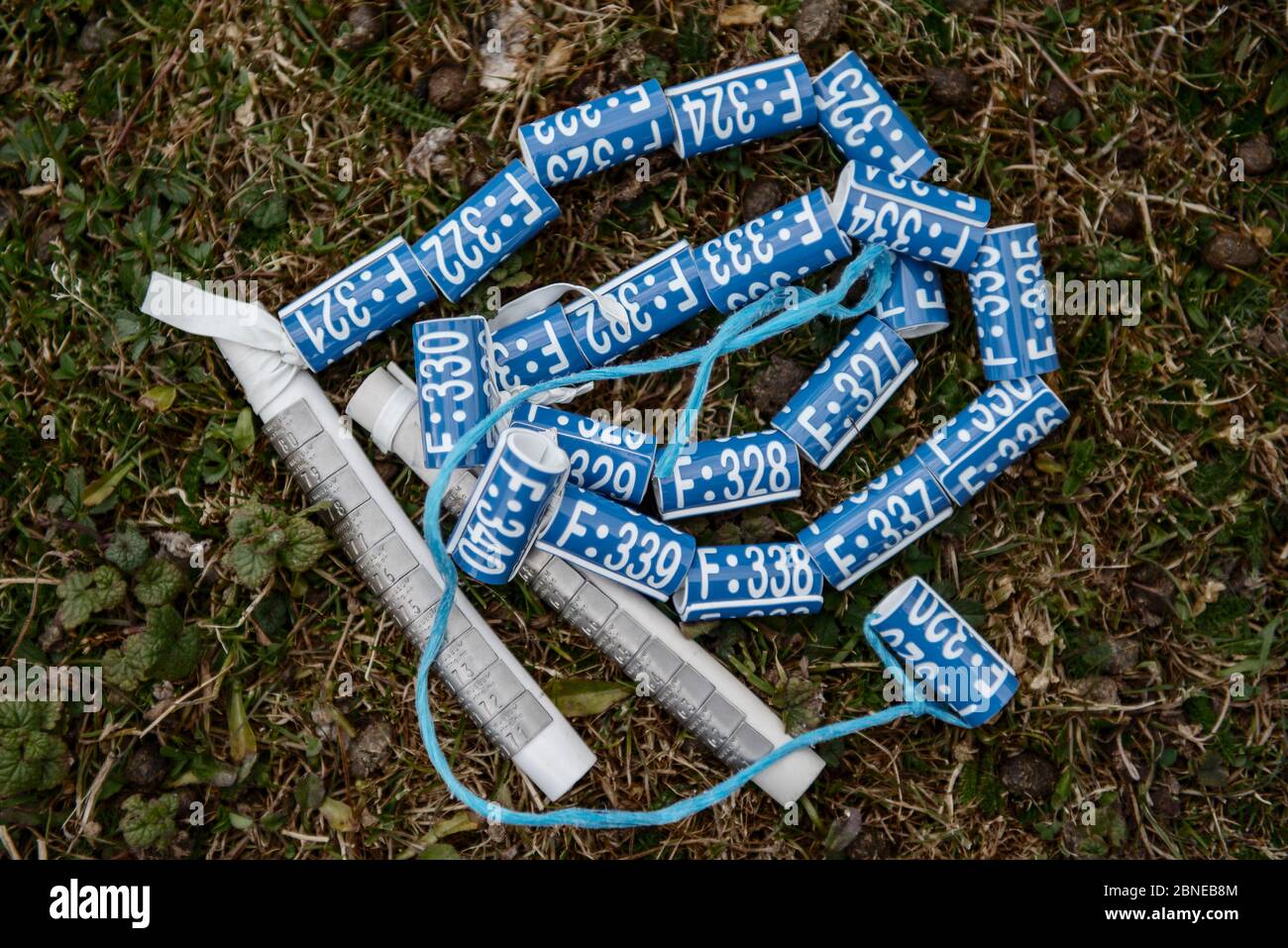 Darvic leg rings and conventional BTO rings for Gulls (Larus sp