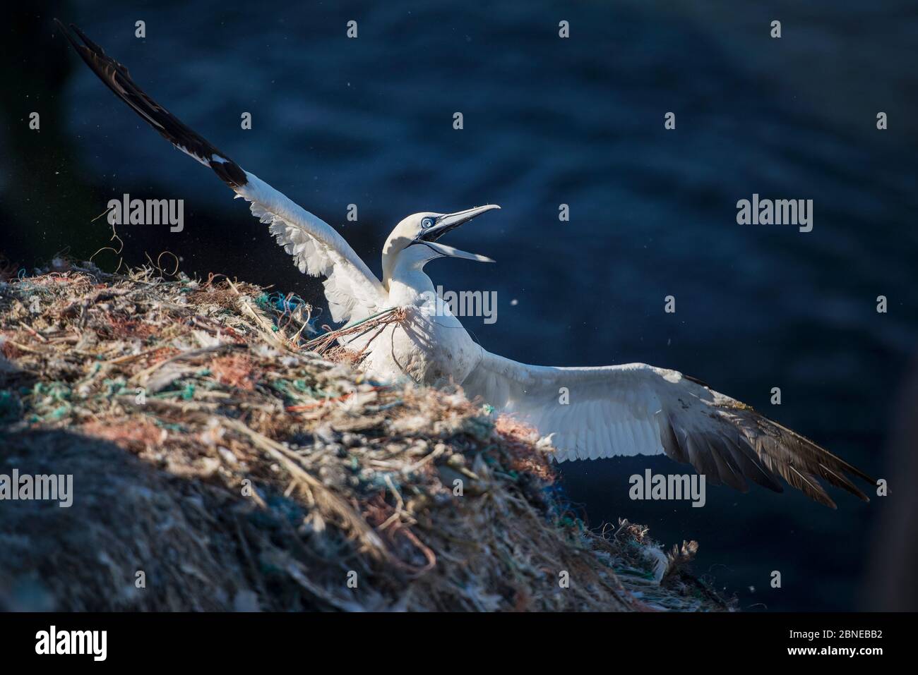 Northern gannet (Morus bassanus) entangled in marine litter. Grassholm Island, Wales, UK. October Stock Photo