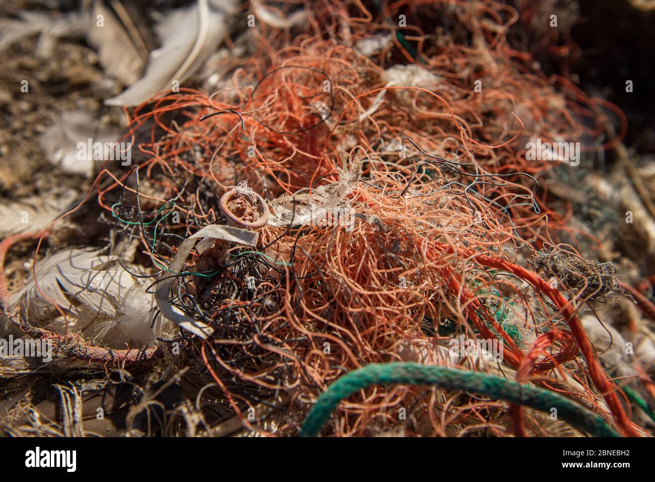 Marine litter including released balloon. Grassholm Island, Wales, UK. October Stock Photo