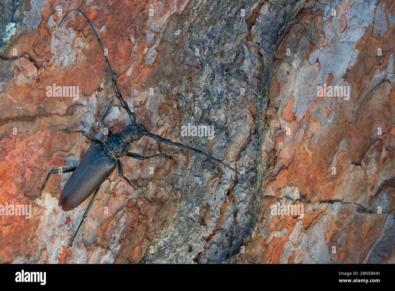 Great capricorn beetle (Cerambyx cerdo) on tree trunk, Arrabida Mountain Range, Portugal, August. Stock Photo