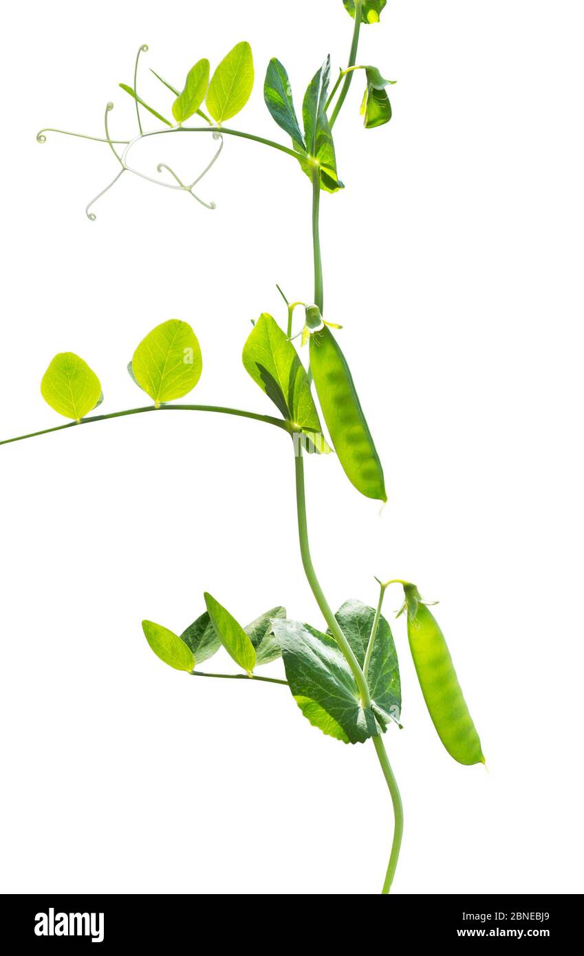 Peas plant. Pods of young green peas. Sweet Pea (pisum sativum). Branch