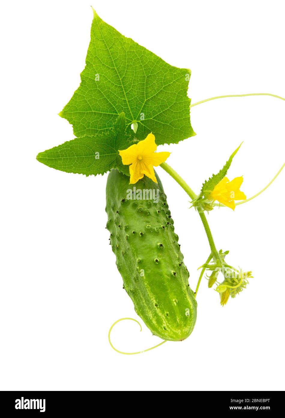 Vegetables fresh flower hires stock photography and images Alamy