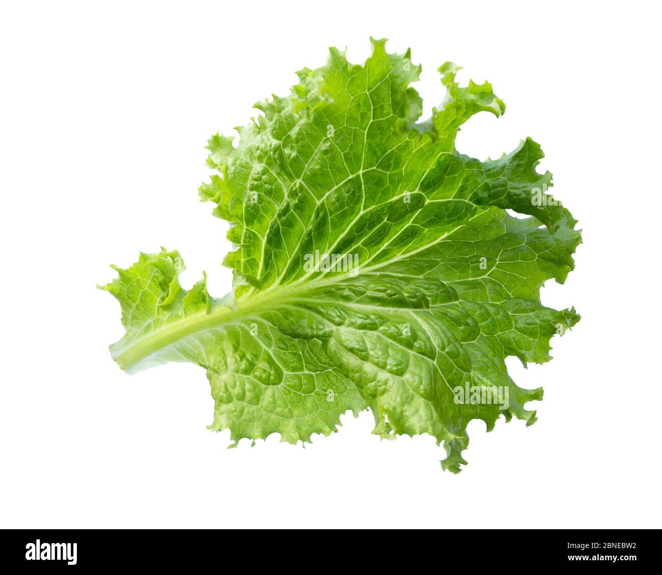 Salad leaf. Lettuce isolated on white background. Fresh green lettuce leaves. Stock Photo