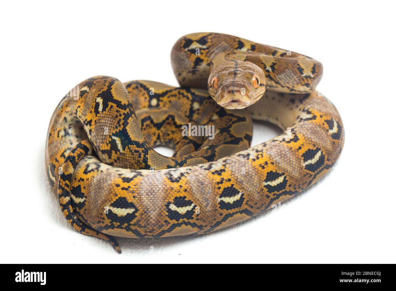 Reticulated Python (Python reticulatus) isolated on white background. Stock Photo