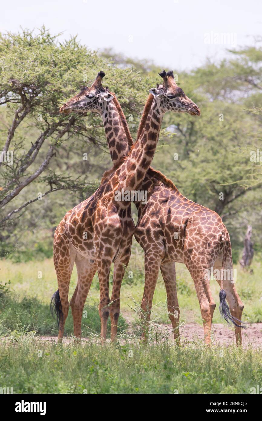 Male giraffes necking hi-res stock photography and images - Alamy