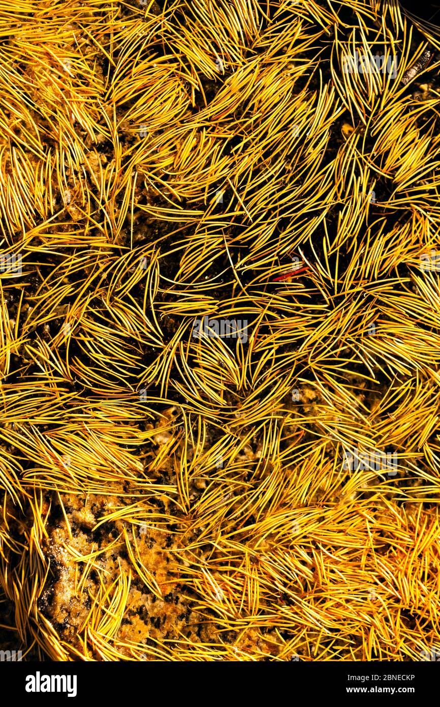 Western larch needles (Larix occidentalis) floating on surface of tarn, Enchantment Lakes area, Alpine Lakes Wilderness, Okanogan Wenatchee National F Stock Photo