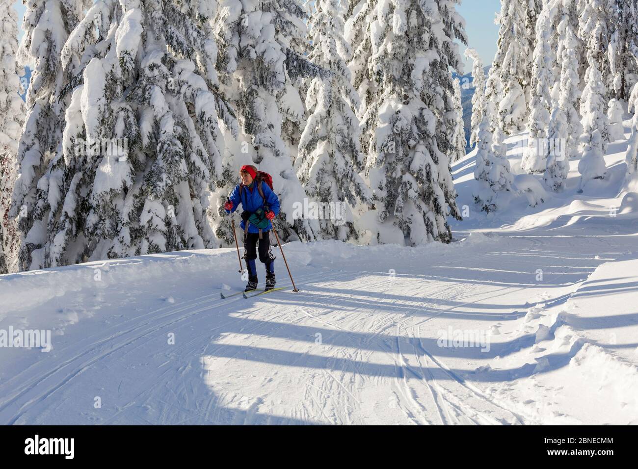 Cross country skier, Amabilis Mountain, Mount Baker-Snoqualmie National Forest, Washington, USA. December 2015. Model Released. Stock Photo