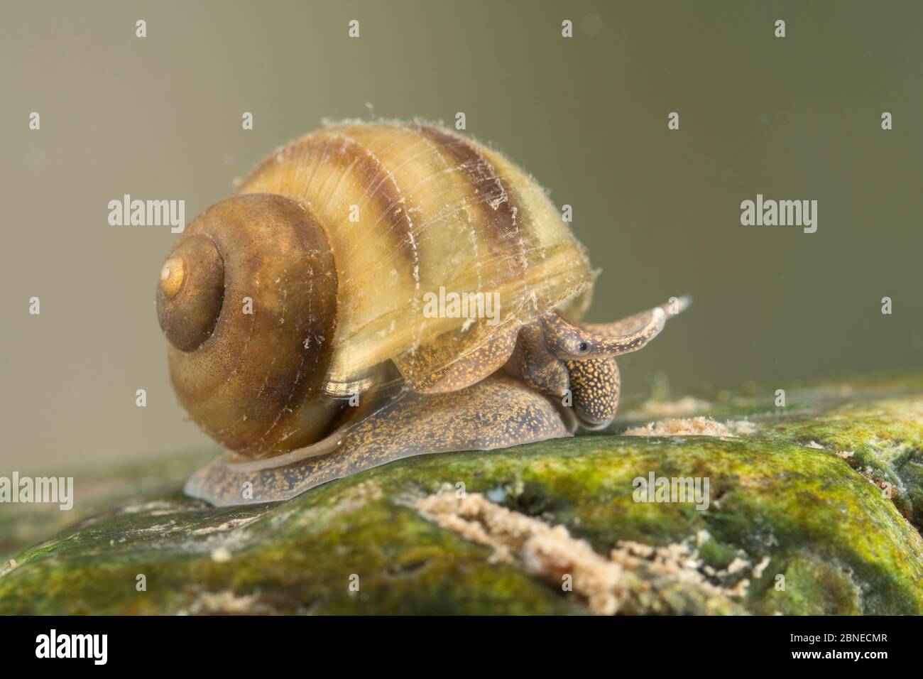 River snail (Viviparus contectus), Europe, July.  Controlled conditions. Stock Photo