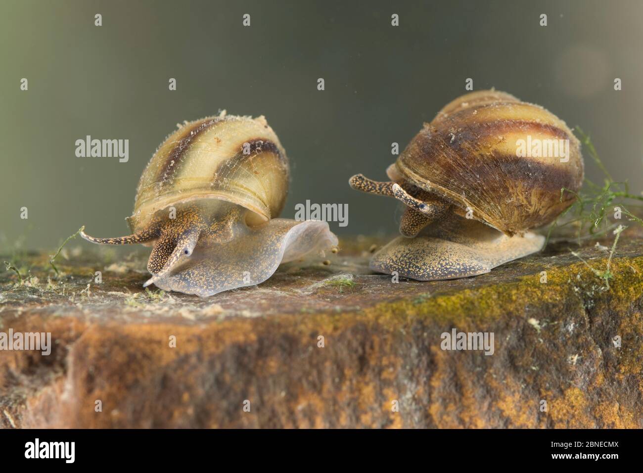 River snails (Viviparus contectus), Europe, July.  Controlled conditions. Stock Photo