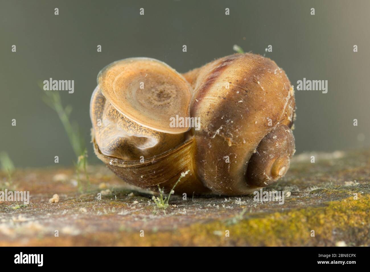 River snail (Viviparus contectus) closing shell opening with operculum, Europe, July.  Controlled conditions. Stock Photo