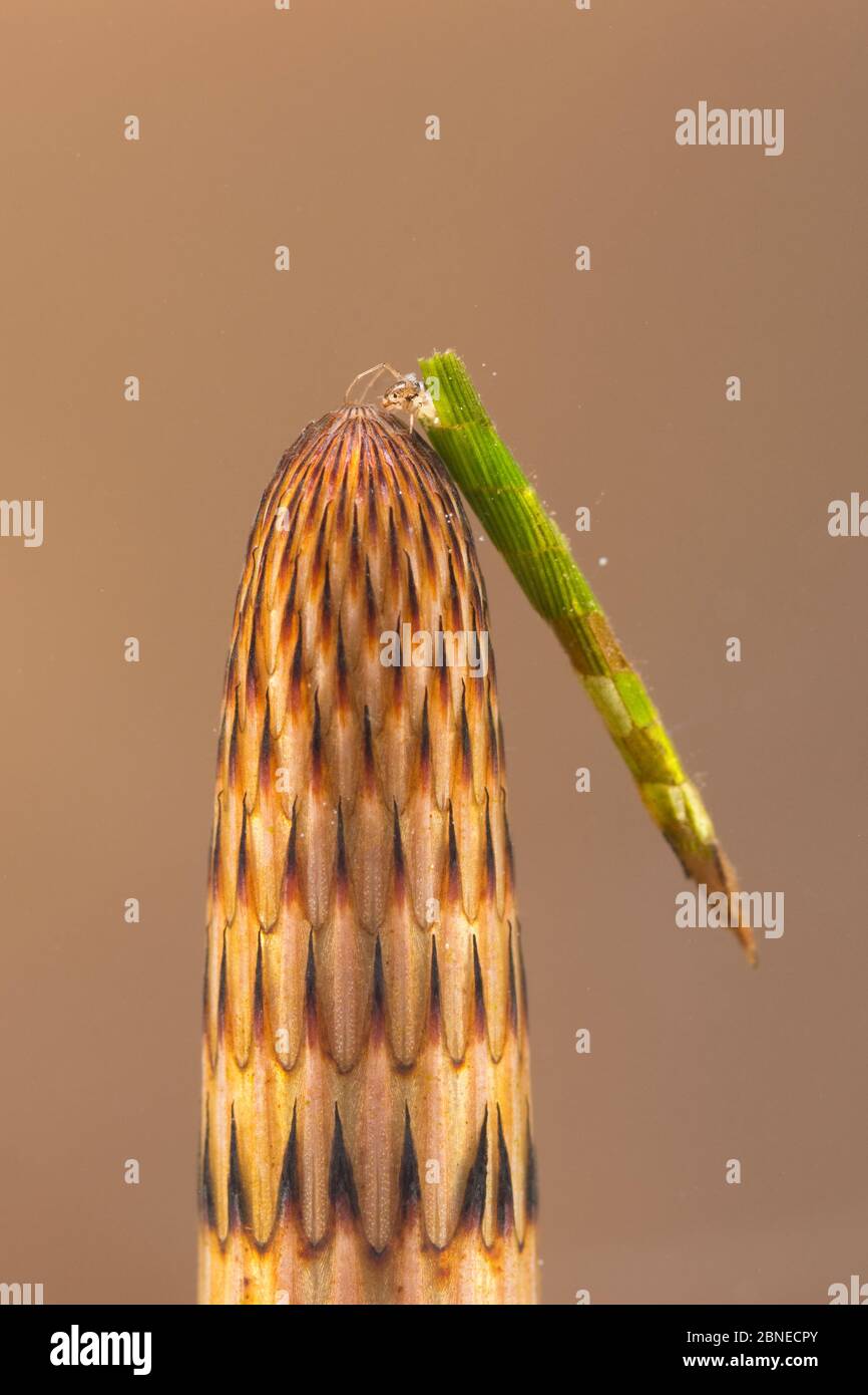 Case-building caddisfly larva (Triaenodes bicolor) on Horsetail (Equisetum sp), Europe, May.  Controlled conditions. Stock Photo