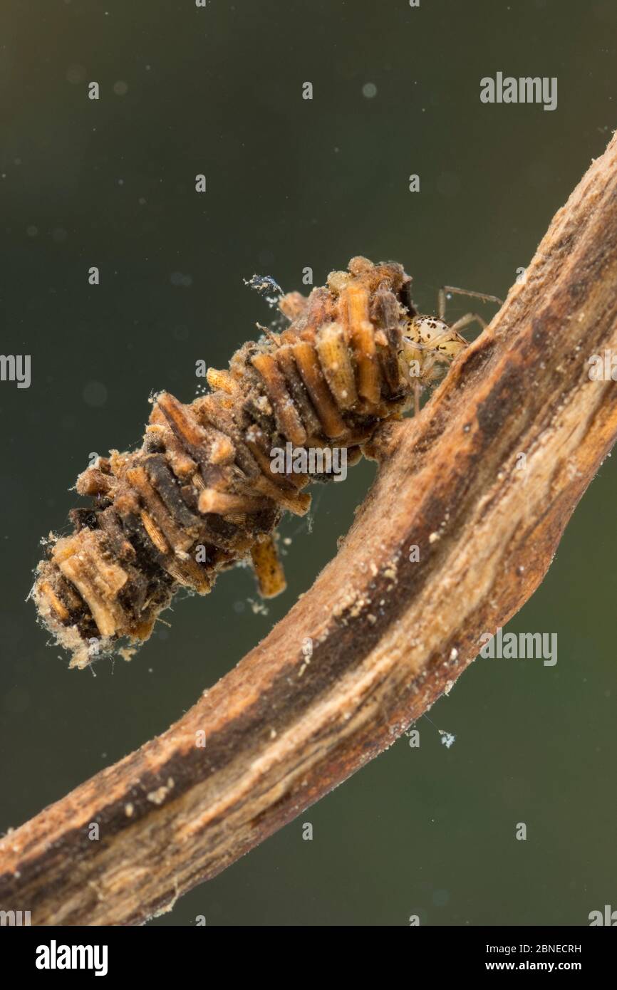 Casebuilding caddisfly larva (Trichoptera), Europe, June. Controlled