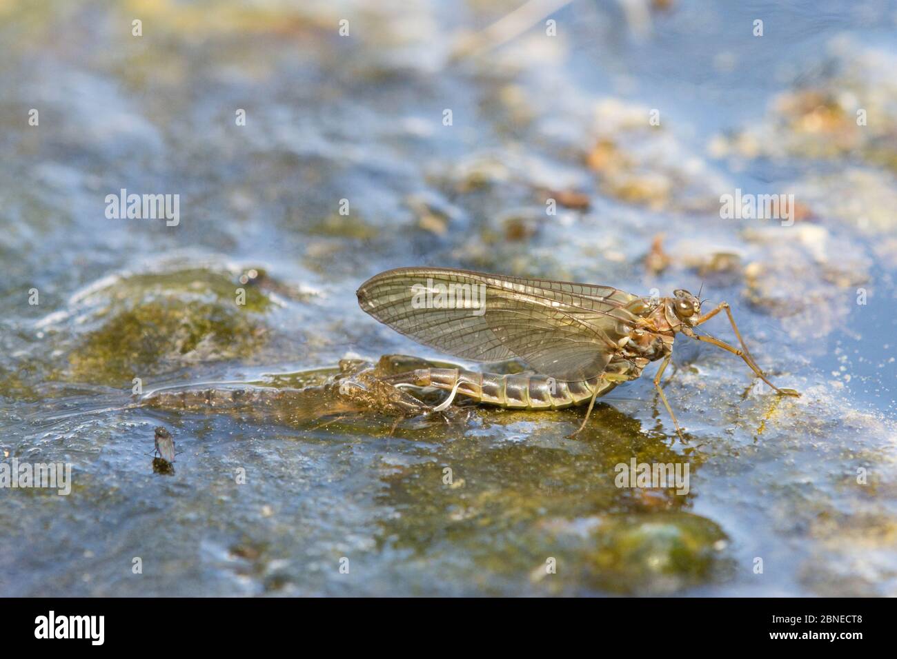 Summer mayfly (Siphlonurus lacustris) adult emerging, Europe, May Stock Photo