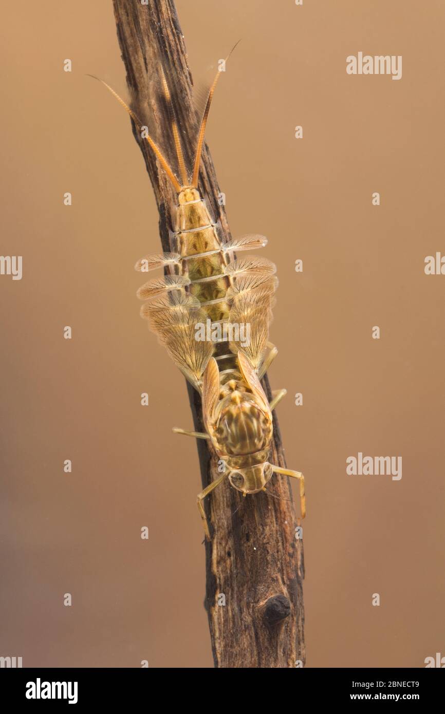 Summer mayfly nymph (Siphlonurus lacustris), Europe, May.  Controlled conditions. Stock Photo