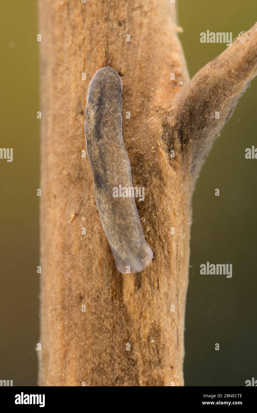 Polycelis hires stock photography and images Alamy