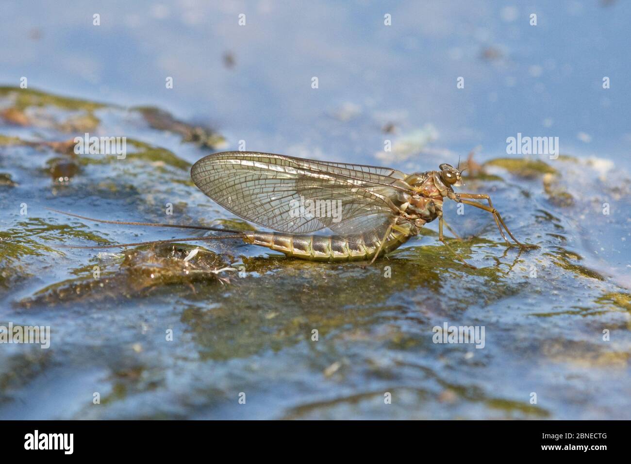 Summer mayfly (Siphlonurus lacustris) adult emerging, Europe, May Stock Photo