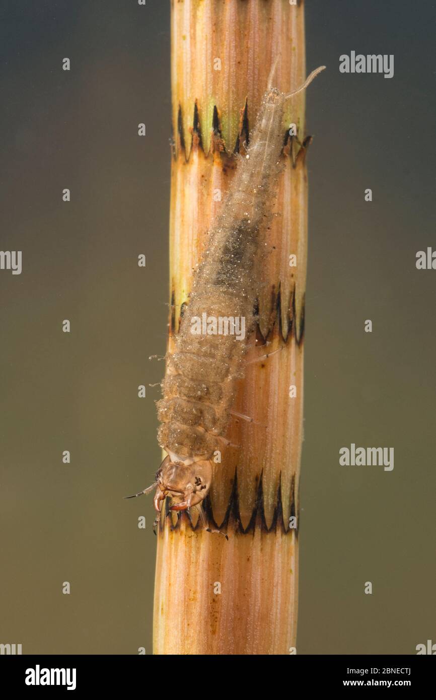 Water scavenger beetle larva (Hydrophilidae) on Horsetail (Equisetum sp) Europe, May.  Controlled conditions. Stock Photo