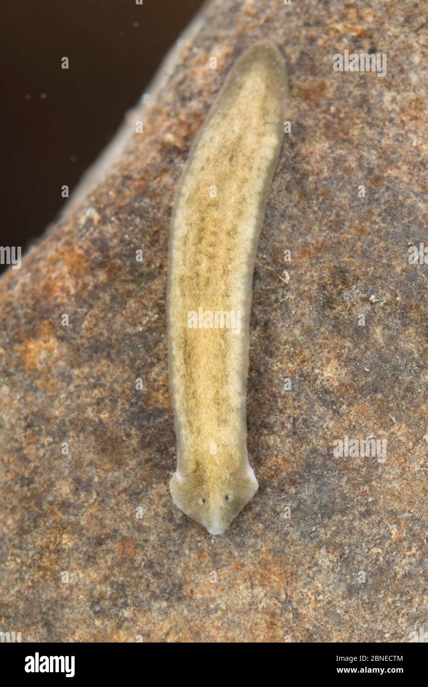 Flatworm (Dugesia gonocephala), Europe, July.  Controlled conditions. Stock Photo