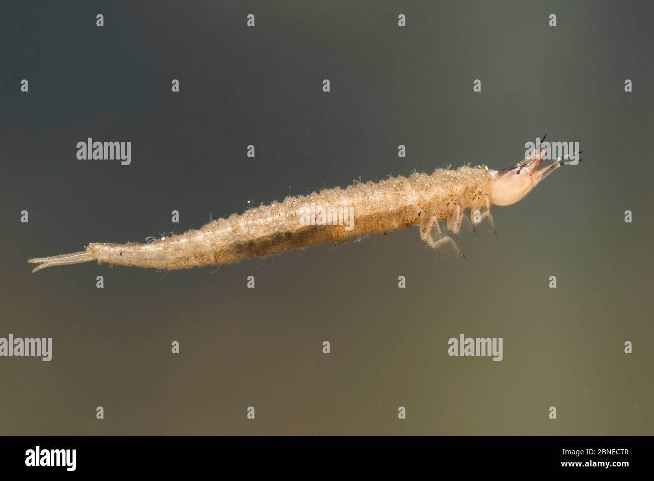 Water scavenger beetle larva (Hydrophilidae) swimming in water column, Europe, May.  Controlled conditions. Stock Photo