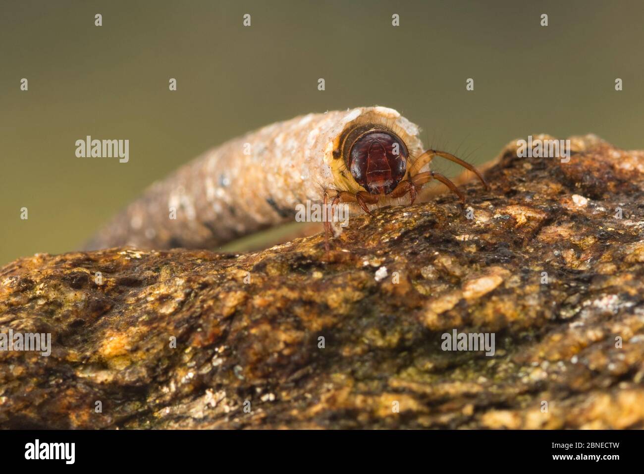Casebuilding caddisfly larva (Trichoptera), Europe, May. Controlled