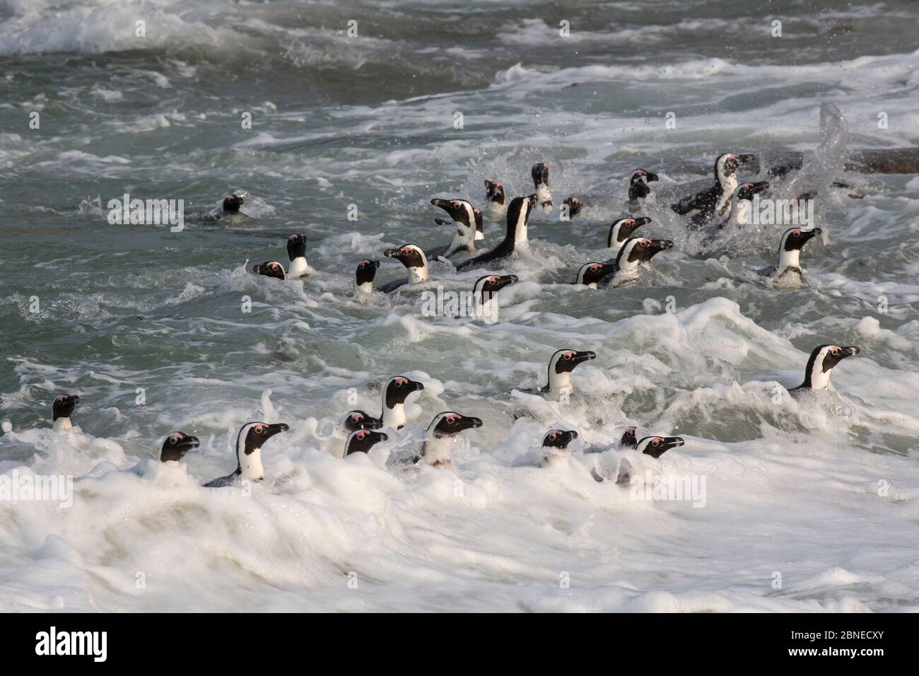 African penguins (Spheniscus demersus) in the surf coming in to beach, Foxy Beach, Simons Town, Table Mountain National Park, South Africa Stock Photo