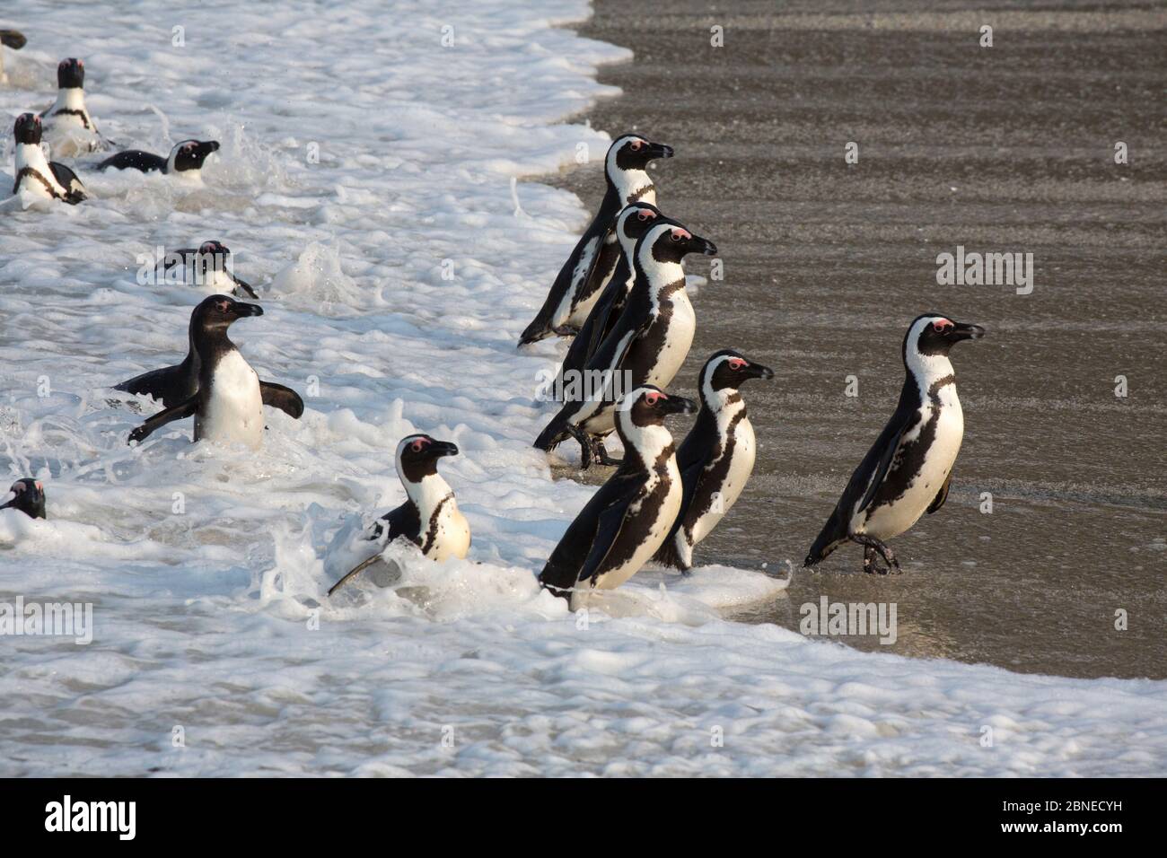 African penguins (Spheniscus demersus) coming on to beach from sea, Foxy Beach, Table Mountain National Park, Simon's Town, Cape Town, South Africa Stock Photo