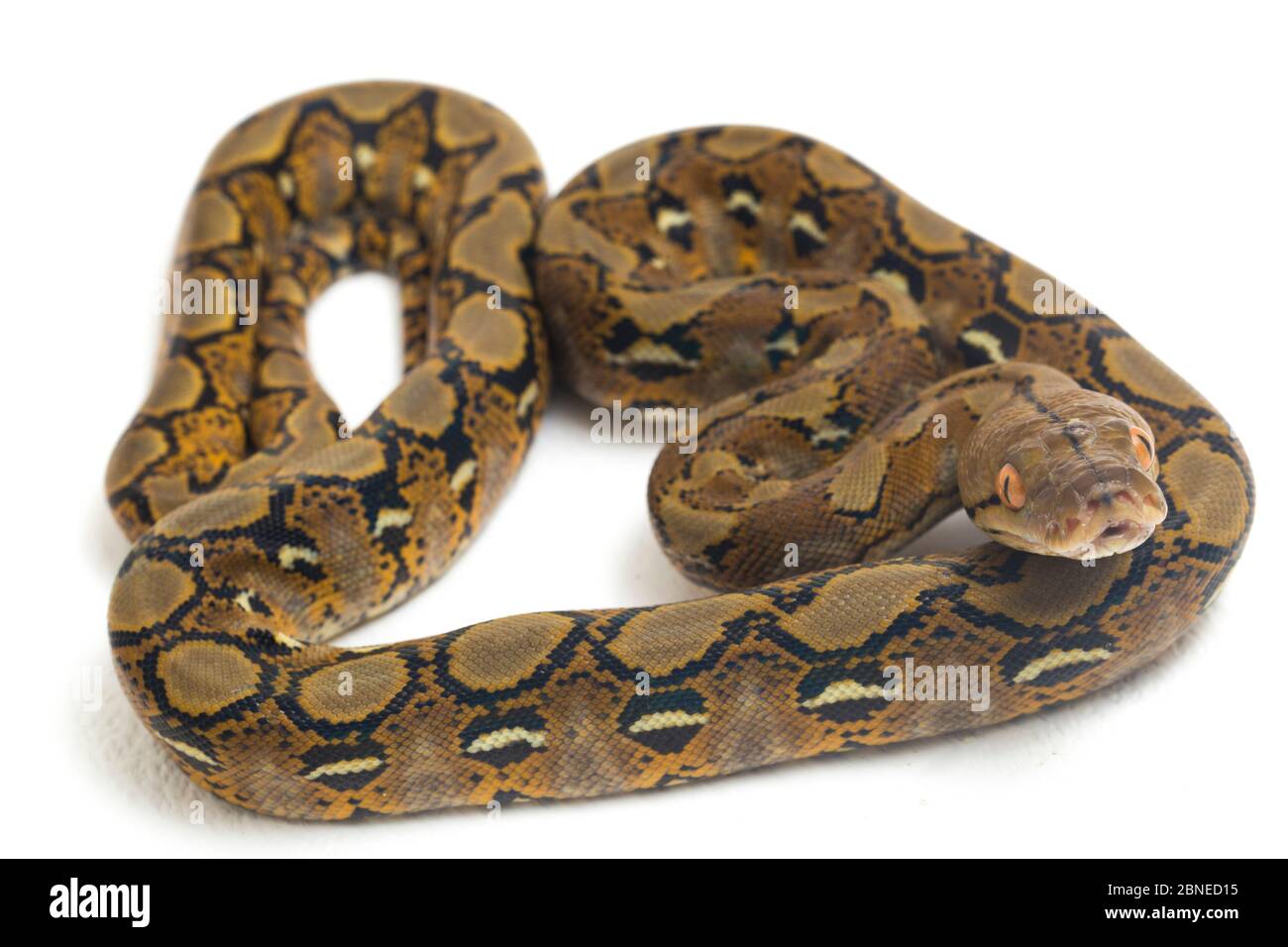 Reticulated Python (Python reticulatus) isolated on white background ...