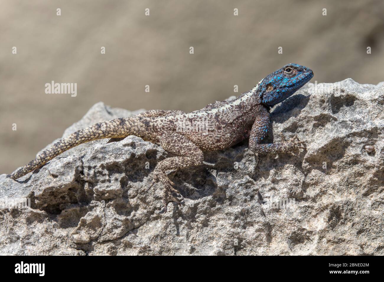 Southern rock agama (Agama atra), De Hoop Nature Reserve, Western Cape, South Africa Stock Photo