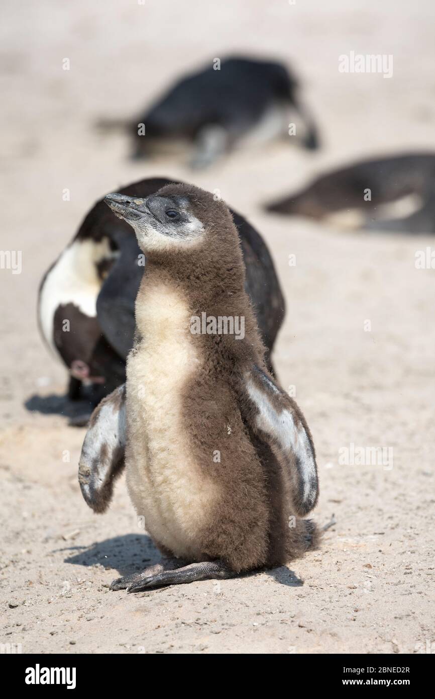 African penguin (Spheniscus demersus) chick in colony on Foxy Beach, Table Mountain National Park, Simon's Town, Cape Town, South Africa, Stock Photo