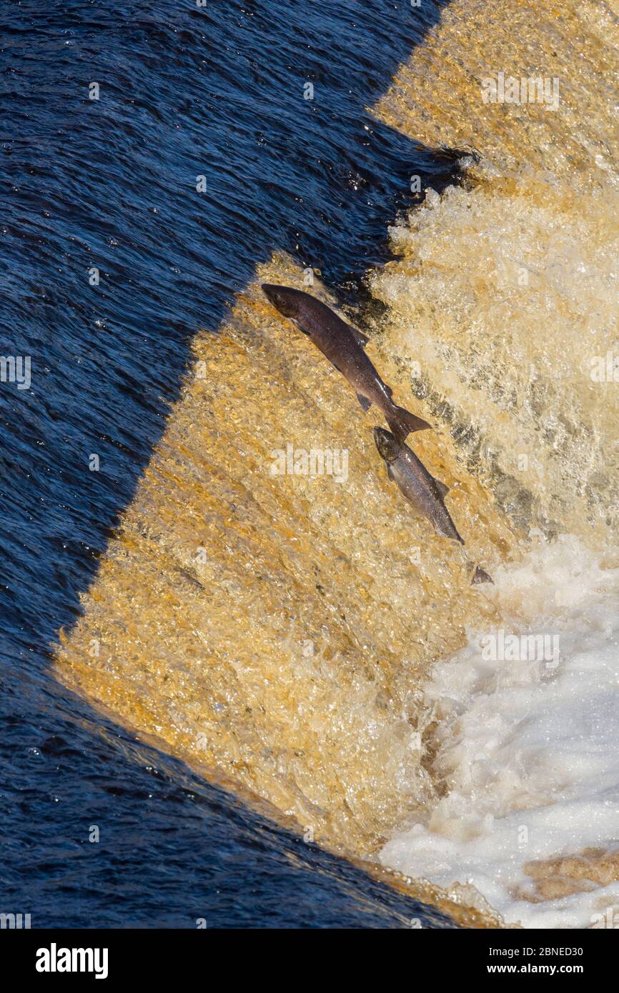 Salmon jumping upstream hires stock photography and images Alamy