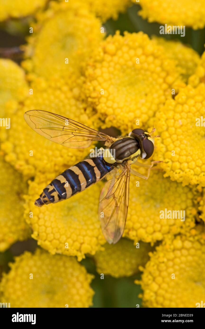 Long hoverfly (Sphaerophoria scripta) feeding on Tansy (Tanacetum vulgare) flowers, Brockley, Lewisham, London, England, July. Stock Photo