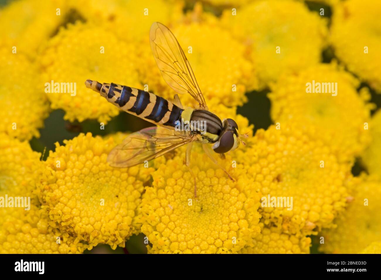 Long hoverfly (Sphaerophoria scripta) feeding on Tansy (Tanacetum vulgare) flowers, Brockley, Lewisham, London, England, July. Stock Photo