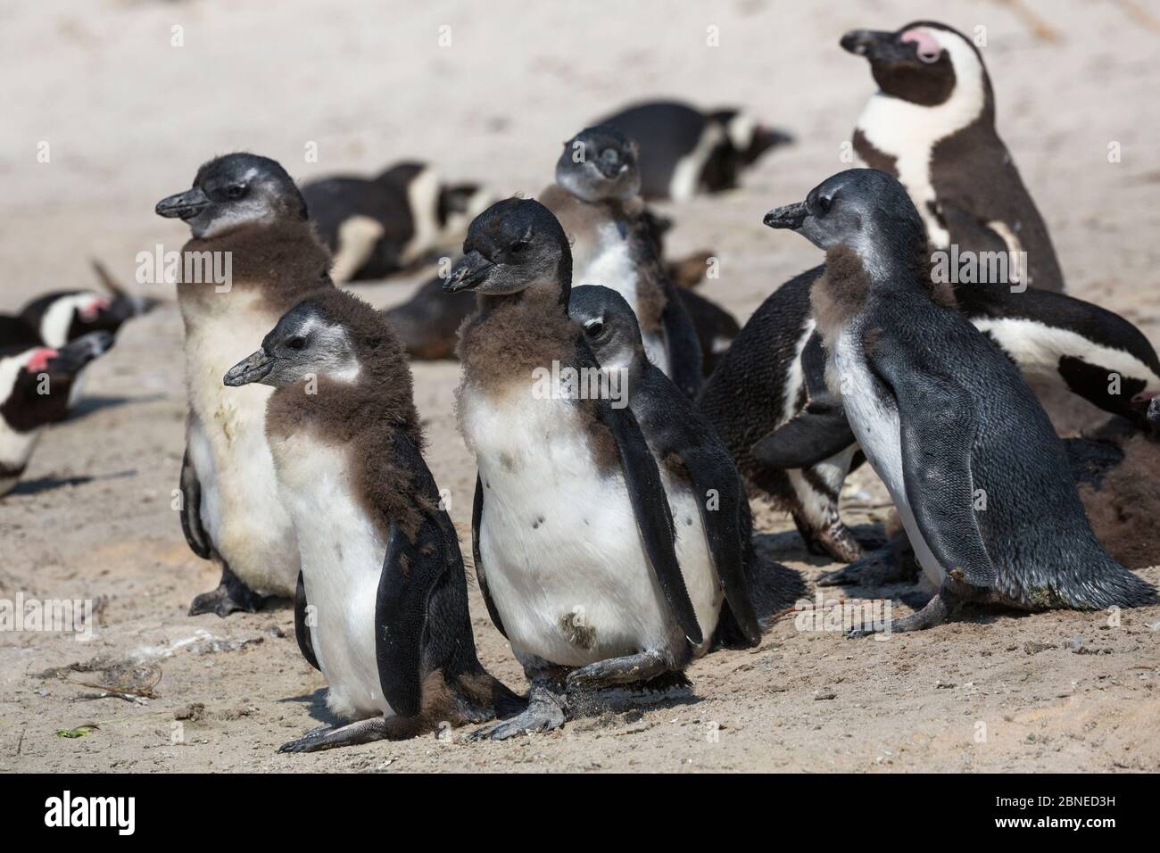 African penguin (Spheniscus demersus) chicks in colony on Foxy Beach, Table Mountain National Park, Simon's Town, Cape Town, South Africa, Stock Photo