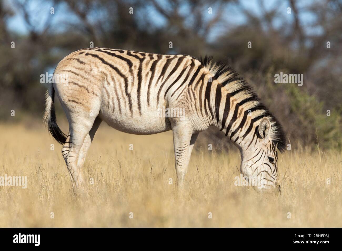 Pale-rumped zebra (Equus quagga) exhibiting quagga-like characteristics part of the Quagga Project to bring back the quagga, an extinct sub-species of Stock Photo