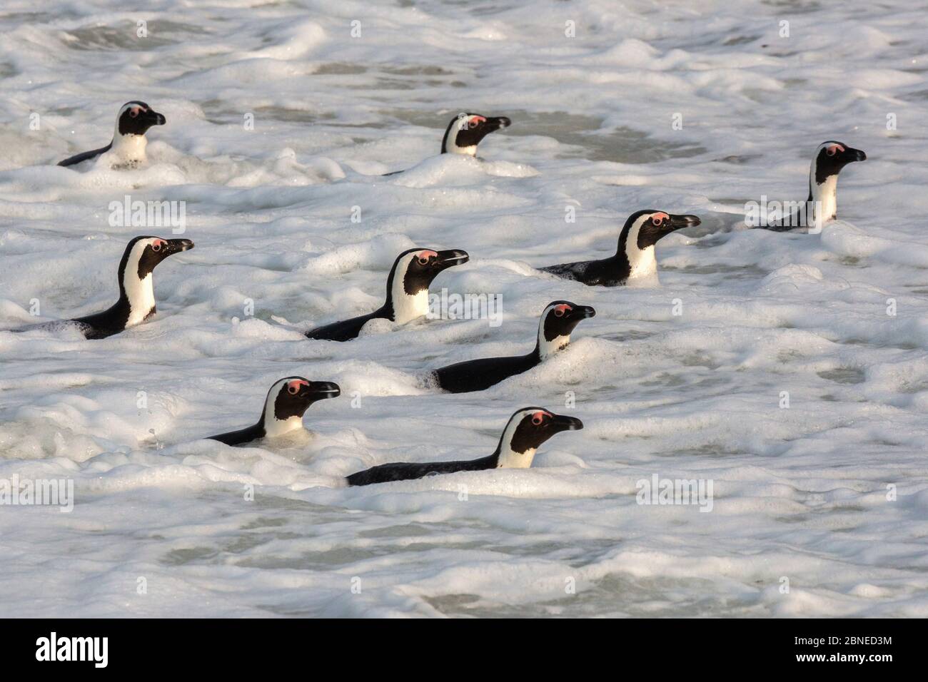 African penguins (Spheniscus demersus) in the surf swimming off Foxy Beach, Table Mountain National Park, Simon's Town, Cape Town, South Africa, Stock Photo