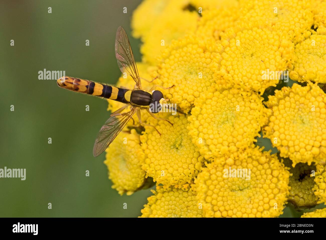 Hoverfly (Sphaerophoria taeniata) feeding on Tansy (Tanacetum vulgare) flowers, Brockley, Lewisham, London, England, July. Stock Photo