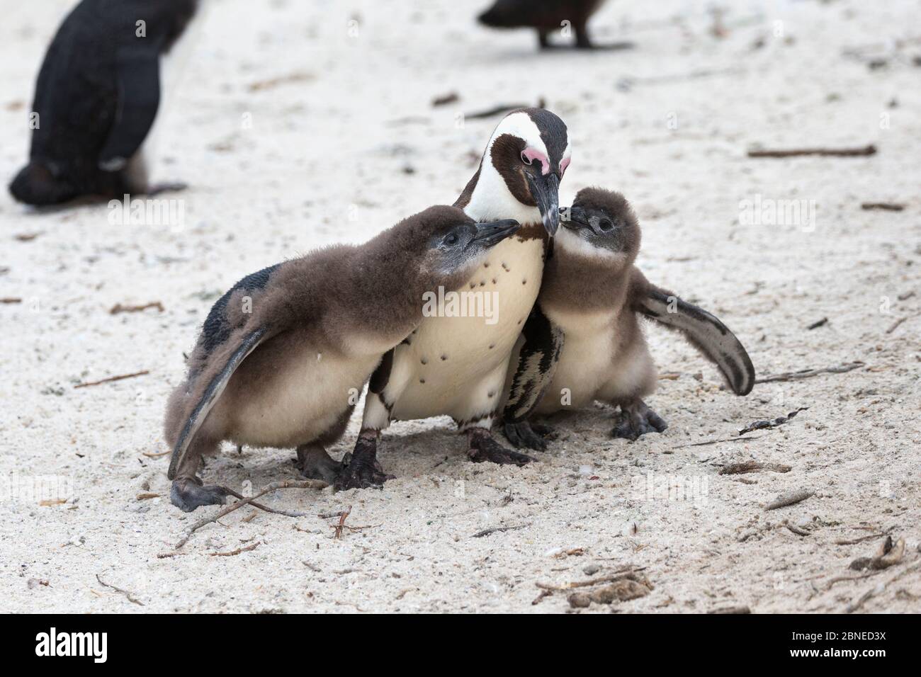 African penguins (Spheniscus demersus) adult pestered by chicks in colony on Foxy Beach, Table Mountain National Park, Simon's Town, Cape Town, South Stock Photo