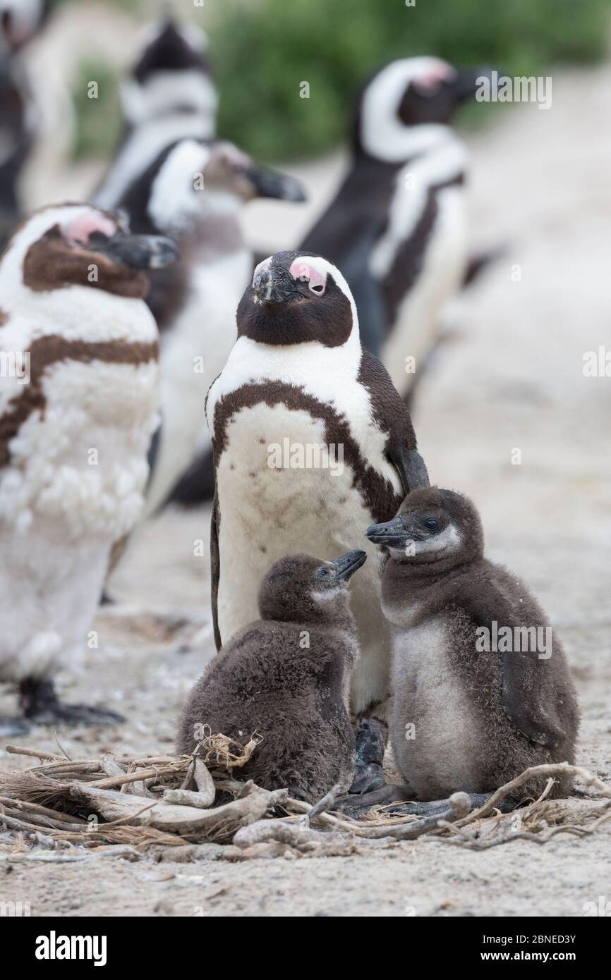 African penguins (Spheniscus demersus) adult with chicks in colony on Foxy Beach, Table Mountain National Park, Simon's Town, Cape Town, South Africa, Stock Photo