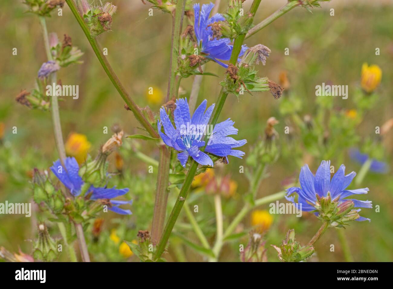 16+ Chicory Plant Images