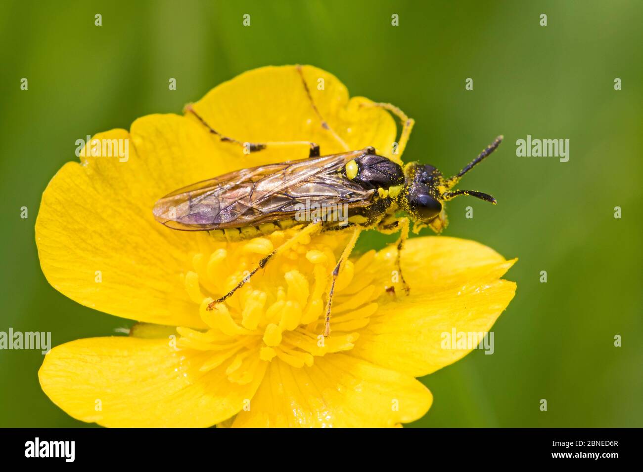 Sawfly (Tenthredo arcuata) on flower, Sutcliffe Park Nature Reserve, Eltham, London, May. Stock Photo