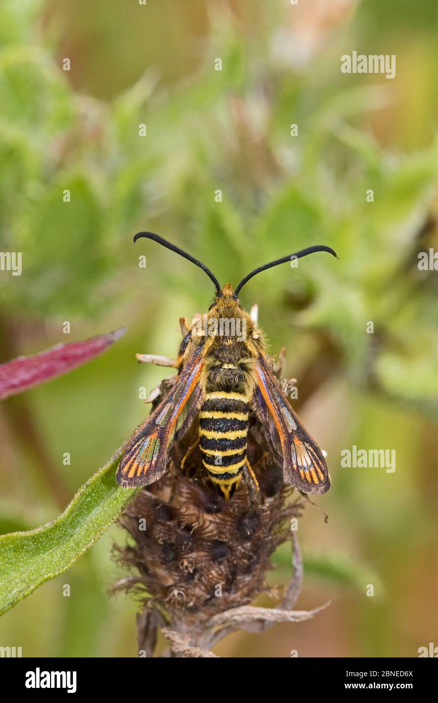 Female Six-belted clearwing (Bembecia ichneumoniformis) laying eggs, Sutcliffe Park Nature Reserve, Eltham, London, England, July. Stock Photo