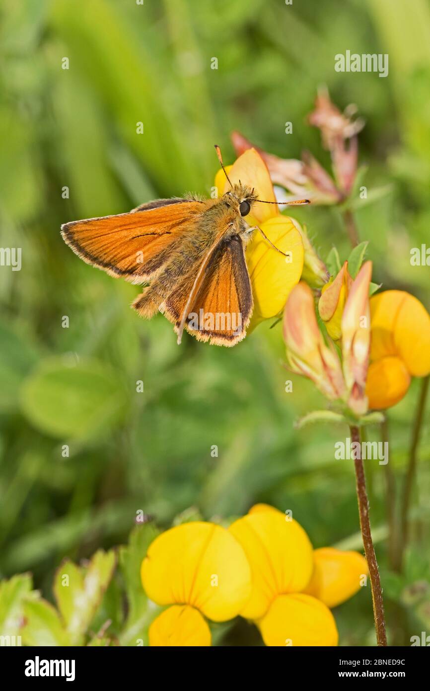 Male Small skipper butterfly (Thymelicus sylvestris) feeding on Bird's foot trefoil (Lotus corniculatus) flower, Brockley Cemetery, Lewisham, London, Stock Photo