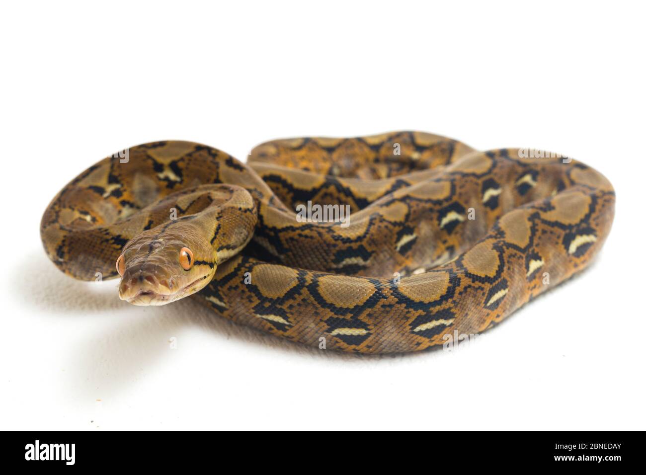 Reticulated Python (Python reticulatus) isolated on white background ...