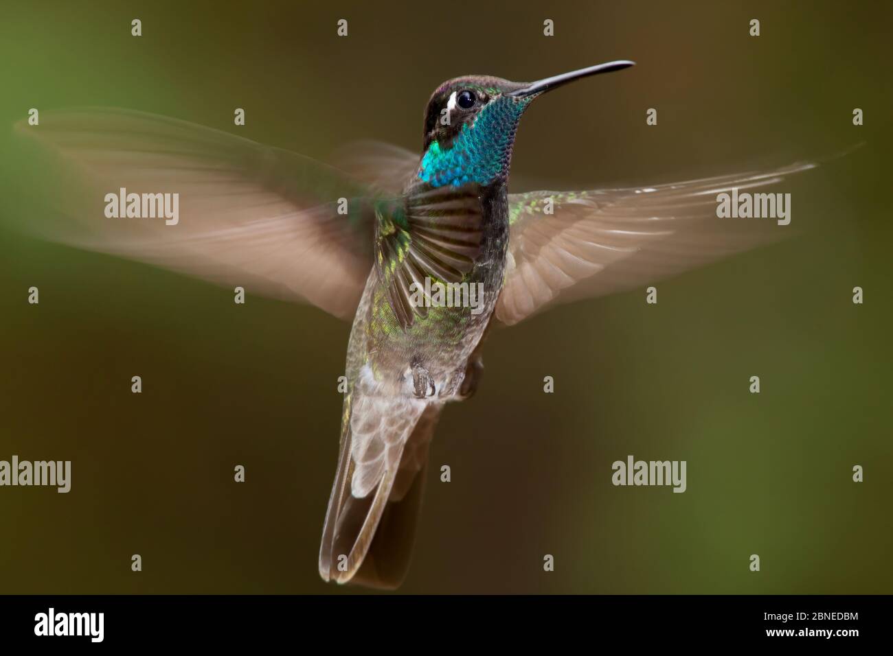 Magnificent hummingbird (Eugenes fulgens) male, flying, Milpa Alta Forest, Mexico, May Stock Photo