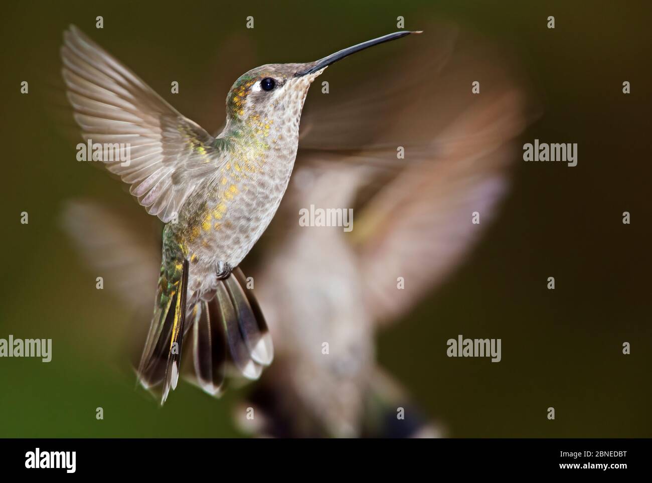 Magnificent hummingbird (Eugenes fulgens), juvenile, flying, Milpa Alta Forest, Mexico, May Stock Photo